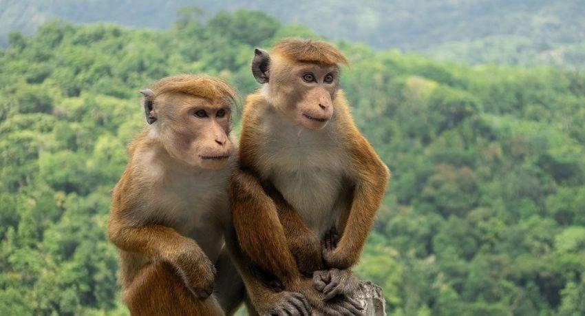 Wild Park Safari Home Stay Udawalawe Bagian luar foto