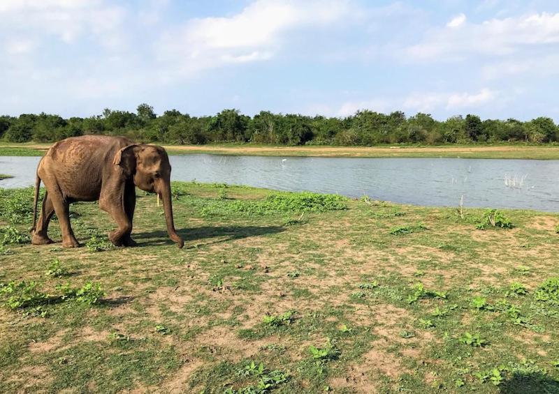 Wild Park Safari Home Stay Udawalawe Bagian luar foto