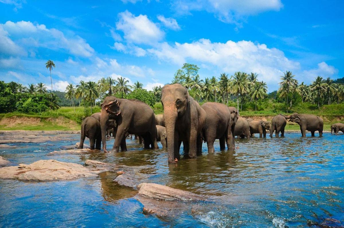 Wild Park Safari Home Stay Udawalawe Bagian luar foto